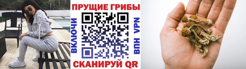 дарнет шоп  blacksprut вход  Галлюциногенные грибы Cubensis  Бикин 